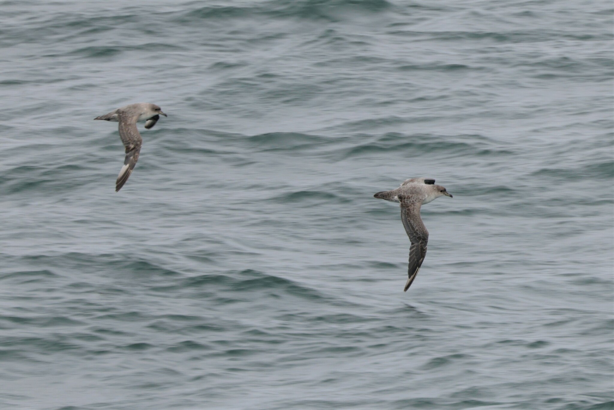 Grey Petrel (Procellaria cinerea), photo 5