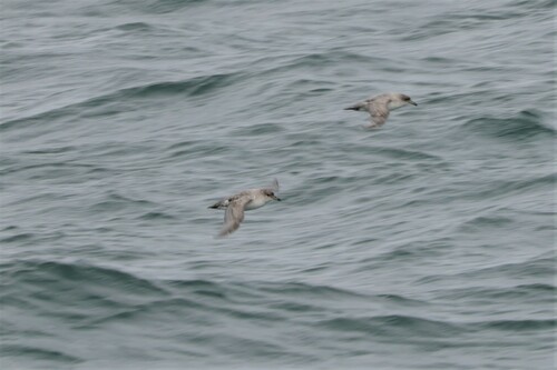Grey Petrel (Procellaria cinerea), photo 5