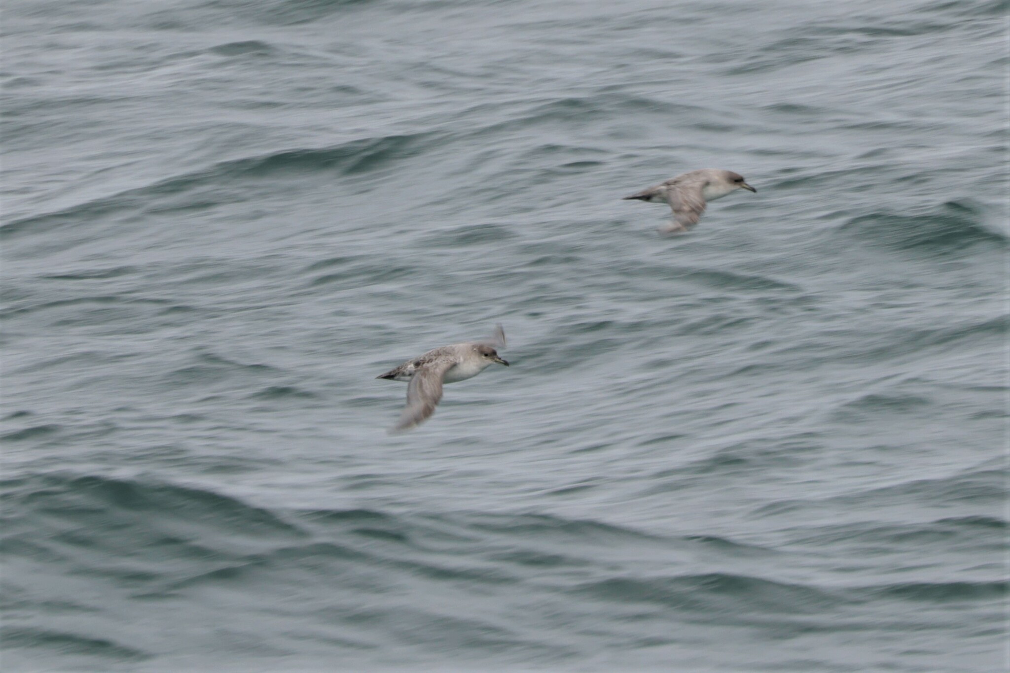 Grey Petrel (Procellaria cinerea), photo 6