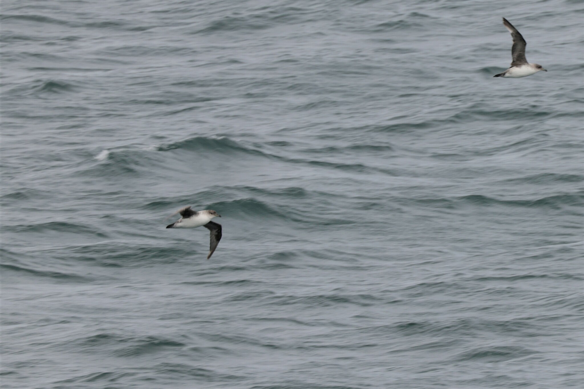 Grey Petrel (Procellaria cinerea), photo 7