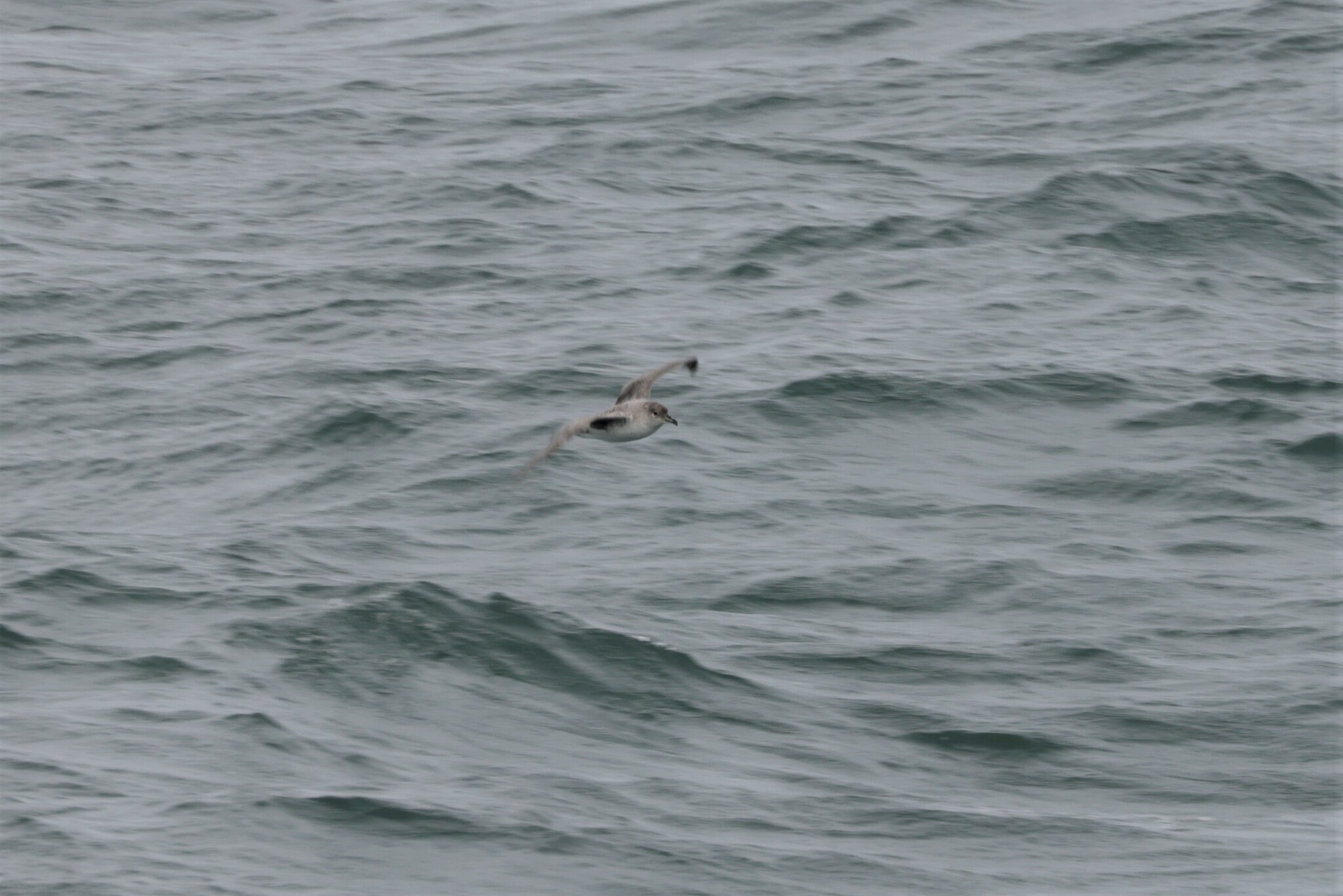 Grey Petrel (Procellaria cinerea), photo 8