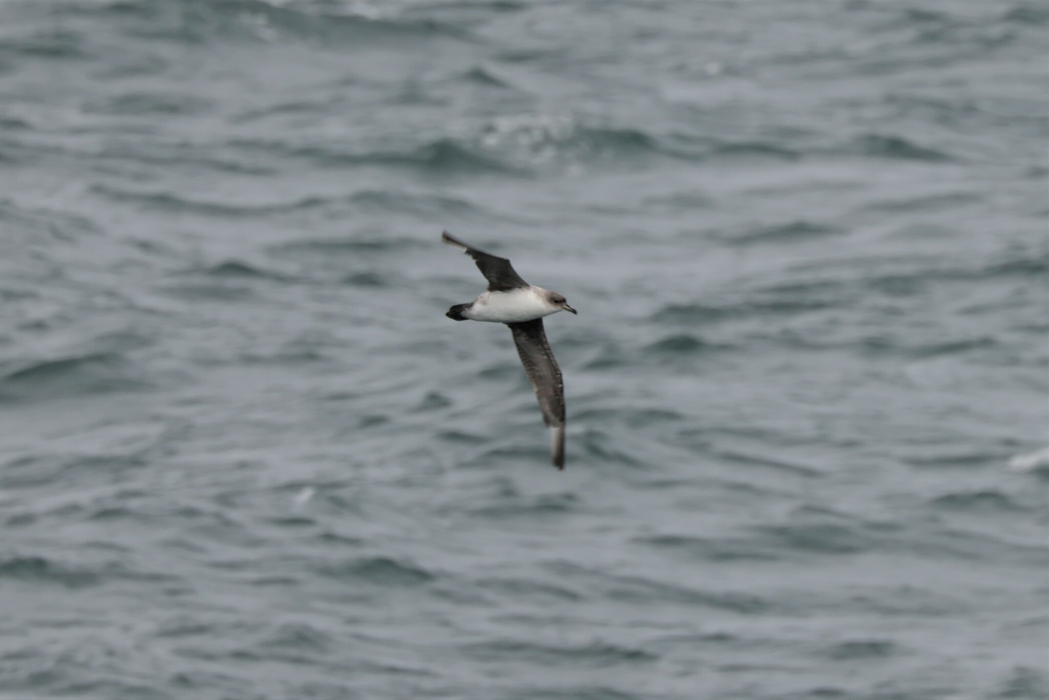 Grey Petrel (Procellaria cinerea), photo 9