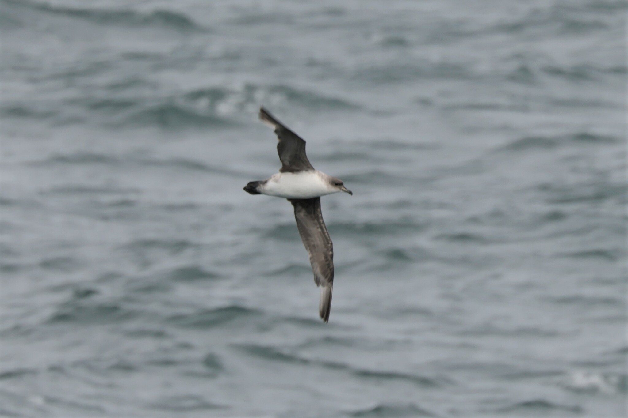 Grey Petrel (Procellaria cinerea), photo 10