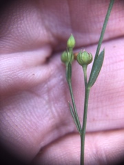Linum virginianum