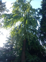 Ginkgo biloba
