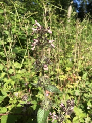 Stachys alpina