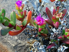 Ruschia rubricaulis