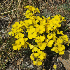Erysimum jugicola