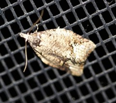 Epitymbia eudrosa
