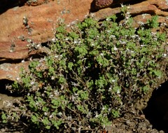 Senecio tortuosus