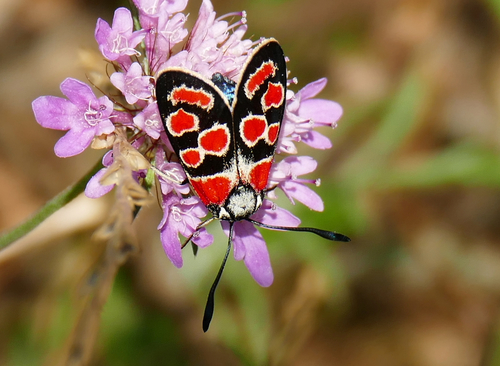 Crepuscular Burnet