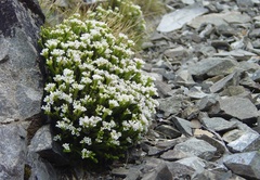 Veronica tetrasticha
