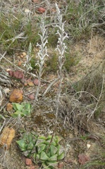 Haworthia retusa