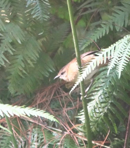 iNaturalist image