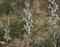 Haworthia retusa