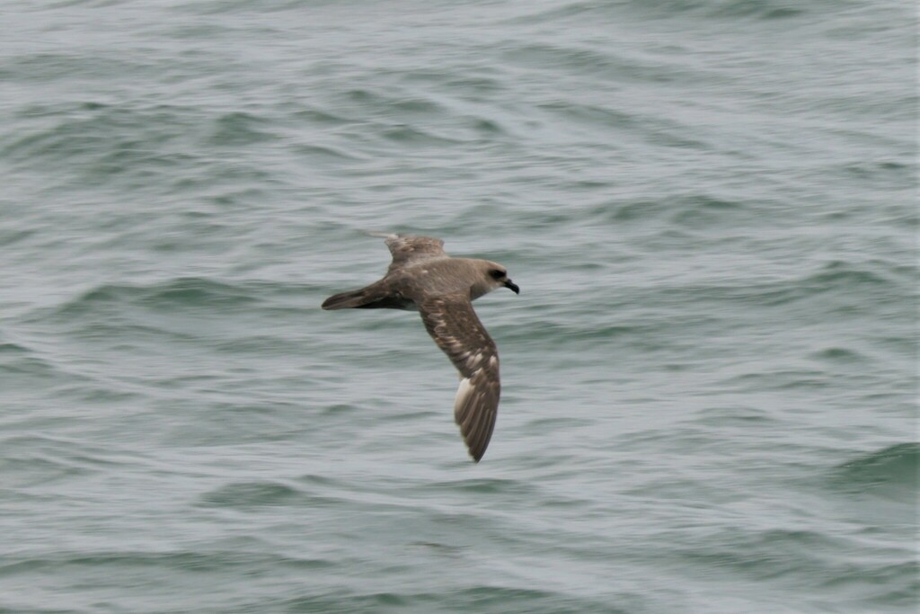 Atlantic Petrel