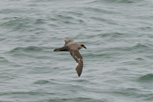 Atlantic Petrel