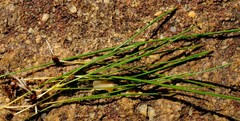 Micranthus cruciatus