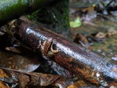 Micrixalus niluvasei