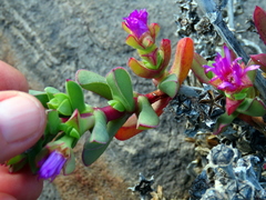 Ruschia rubricaulis