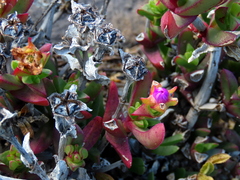 Ruschia rubricaulis