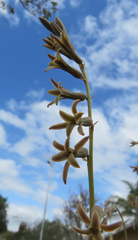 Dipcadi brevifolium