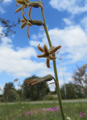 Dipcadi brevifolium