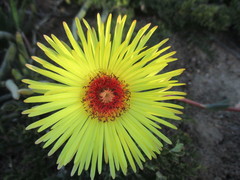 Cephalophyllum tricolorum