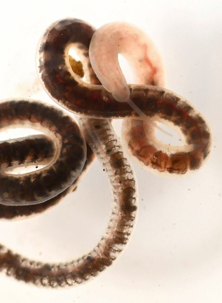 aquatic oligochaete worm