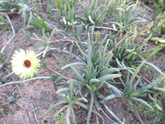 Cephalophyllum tricolorum