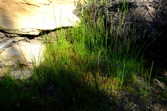 Micranthus cruciatus