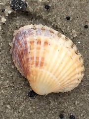 Cerastoderma edule