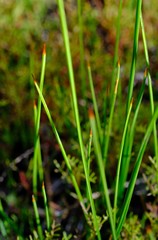 Micranthus cruciatus