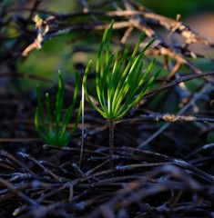 Eriospermum proliferum