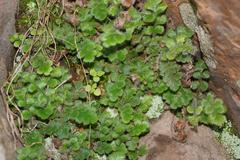 Asplenium subglandulosum