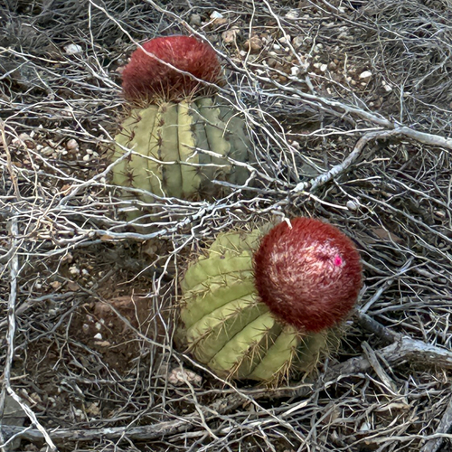 Melocactus stramineus