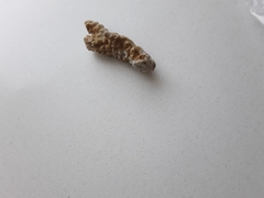 Acroporidae