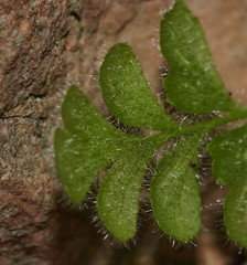 Asplenium subglandulosum