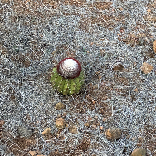 Melocactus stramineus