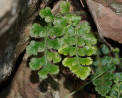 Asplenium subglandulosum