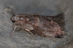 Acrobasis juglandis