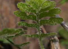 Asplenium subglandulosum
