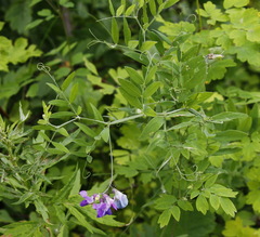Lathyrus palustris pilosus