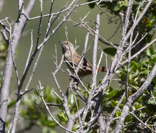 Dusky-tailed Canastero (Pseudasthenes humicola), photo 4