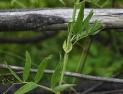 Lathyrus palustris pilosus