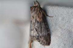 Dasylophia thyatiroides