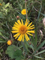 Asteraceae