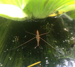 Limnoporus notabilis