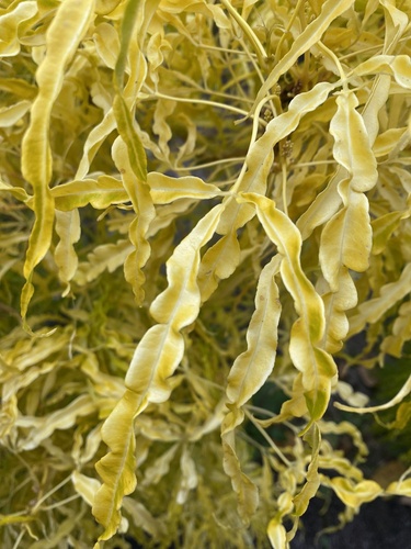Euodia hortensis observed 2024-12-21