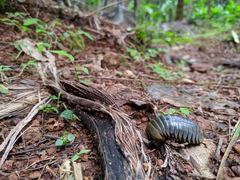 Arthrosphaera